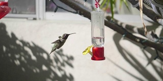 蜂鸟从喂鸟器中缓慢饮水