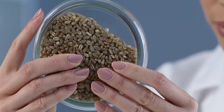 科学家检查小麦样品，培育新品种