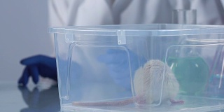 科学家观察实验大鼠检查注射样本的行为
