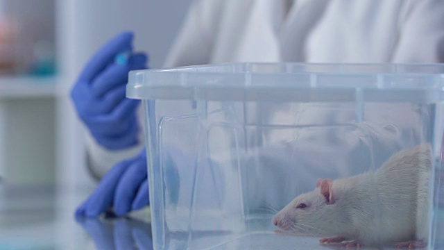 实验室助理用注射器填充药物，在动物身上试验药物