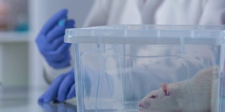 实验室助理用注射器填充药物，在动物身上试验药物
