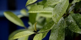 雨滴落在树叶上，雨后是大自然的清新