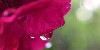 红玫瑰的水滴，玫瑰的臀部