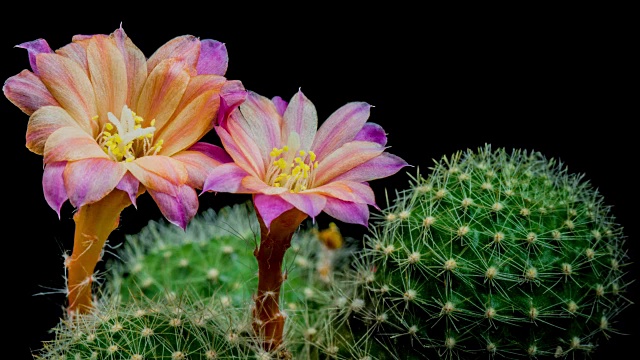 盛开的仙人掌花，红枣日出4K