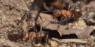 蚂蚁在蚁丘的入口处。