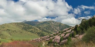 在山泉的山坡上长着4K时间的野杏树