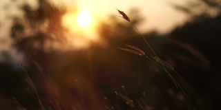 温暖的夏日阳光照耀着野生的草地。近距离的草地花在日落的光。色彩斑斓的自然背景。明亮的太阳照亮了干燥的草