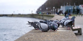 一群在海边吃种子的鸽子。