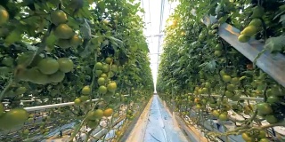 一个温室的天花板和西红柿种植园正在培育的底部视图