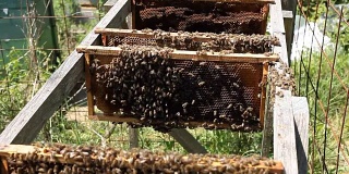 蜜蜂的蜂房。