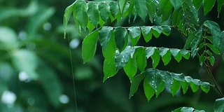 雨天的风景