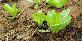 在土壤上浇灌生菜幼苗。农业、苗、蔬菜