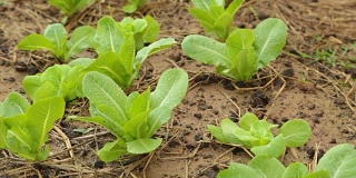 在土壤上浇灌生菜幼苗。农业、苗、蔬菜