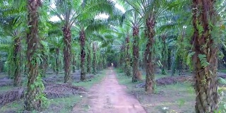 泰国攀雅省油棕榈种植园鸟瞰图