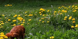 盛开的蒲公英(蒲公英)田野里有野鸟的歌声和美丽的长毛腊肠犬。春天绿色草地上黄色的蒲公英。美丽的黄色蒲公英的花朵。花卉图案。鸟的歌曲。