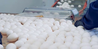 白色的鸡蛋从传送带上传到一个大托盘上，然后被工厂工人移走