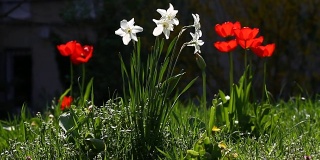 水仙(水仙花)和郁金香在阳光下在大自然的绿色和野生鸟的歌声。郁金香的壁纸背景。郁金香花纹理。保加利亚国旗的白、绿、红三色。花卉图案。