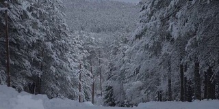 冬天的风景。在冬日的树林里漫步。雪的世界。冬天是传说。
