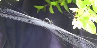 昆虫蛛形纲蛛网自然