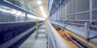 鸡舍、家禽饲养场的饲养过程。