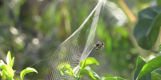 大型昆虫蜘蛛编织器