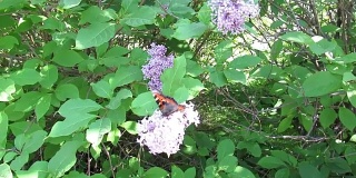 蝴蝶淡紫色昆虫自然