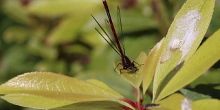 豆娘，蜻蜓，昆虫红色