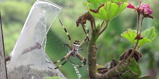 花园蜘蛛网蛛形纲动物