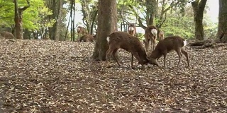 奈良公园里用头玩耍的鹿