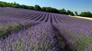 镜头沿着盛开的薰衣草田移动。法国普罗旺斯，4K超高清电视视频素材模板下载