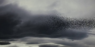 一大群成群结队的椋鸟。