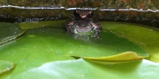 青蛙在荷叶上休息