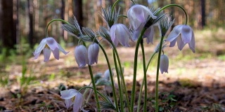 Purple Pasque-flowers in the pine forest at Spring