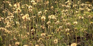 钮扣、墨西哥雏菊、扁菊、菊科，伴着晚霞随风飘散