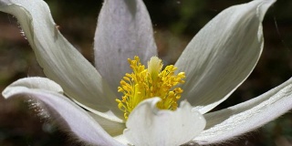 特写视频春天开花白头到老花在松树林在春天