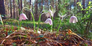 春天松林中白头到老花开的运动视频