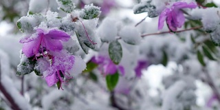 杜鹃花在西伯利亚晚春的雪下开花
