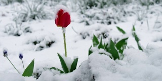 红色孤独的郁金香花下雪在西伯利亚的晚春降雪