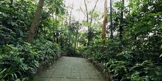 热带雨林公园-游客巷，斯坦尼康