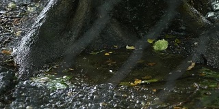 雨滴滴落在树根附近的水坑里，透过金属栅栏可以看到
