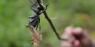 甲虫触须。在干树枝上有长触角的臭虫。宏