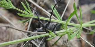 户外黑甲虫触须近距离观察。宏