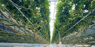 生长中的番茄的根和茎缠绕着温室设备，靠近地面