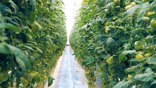 暖房里生长着一丛绿色的番茄灌木视频素材模板下载