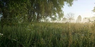 夏日草地晨曦中的雾蒙蒙景色。镜头穿过湿漉漉的绿草地。替身。4 k, UHD