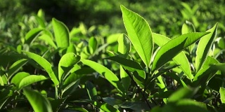 阳光下新鲜的绿茶叶子。慢动作