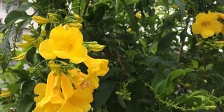 大自然上的黄色喇叭花