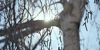 冬天的日落在桦木。阳光透过树枝的桦树俄罗斯传统自然景观冬季