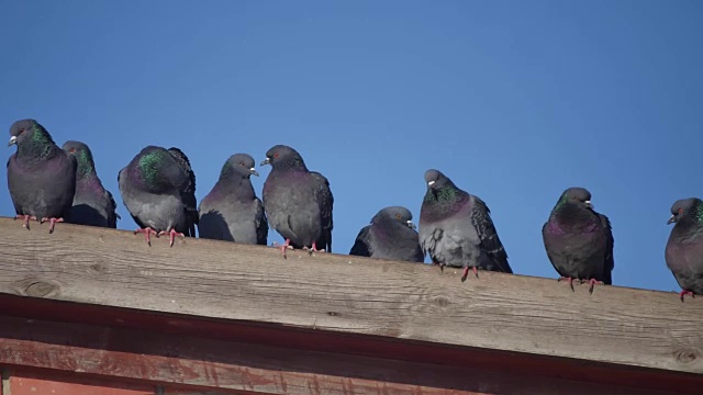 一群野鸽栖息在一所房子的屋顶上。鸽子鸟在蓝天鸽子的背景
