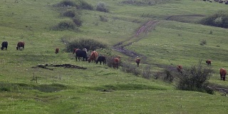 在高原上吃草的牛